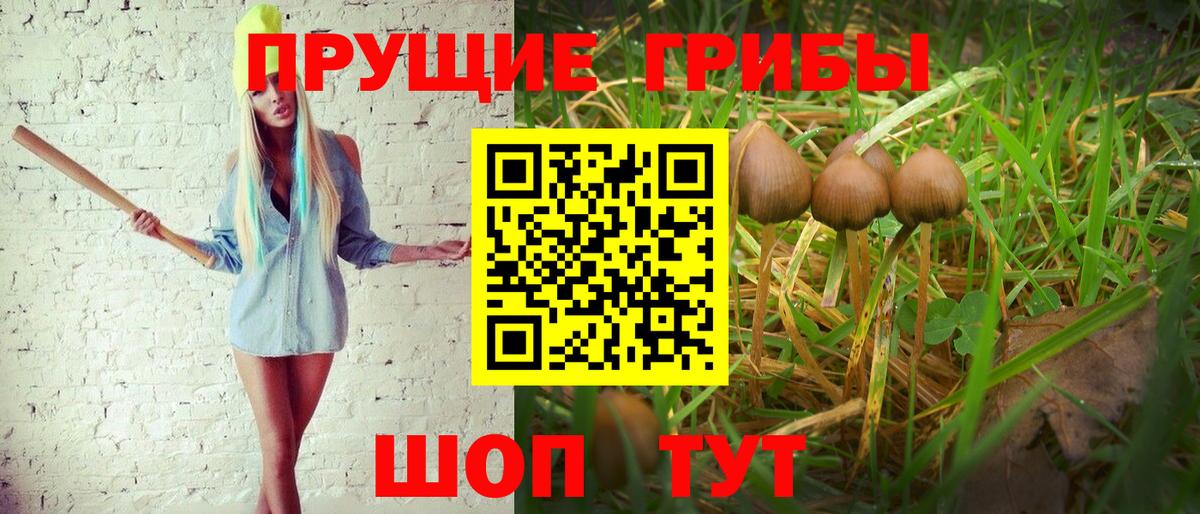 где купить наркоту  Гатчина  Галлюциногенные грибы Psilocybe 