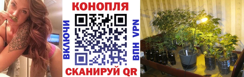 Конопля индика  Гатчина 