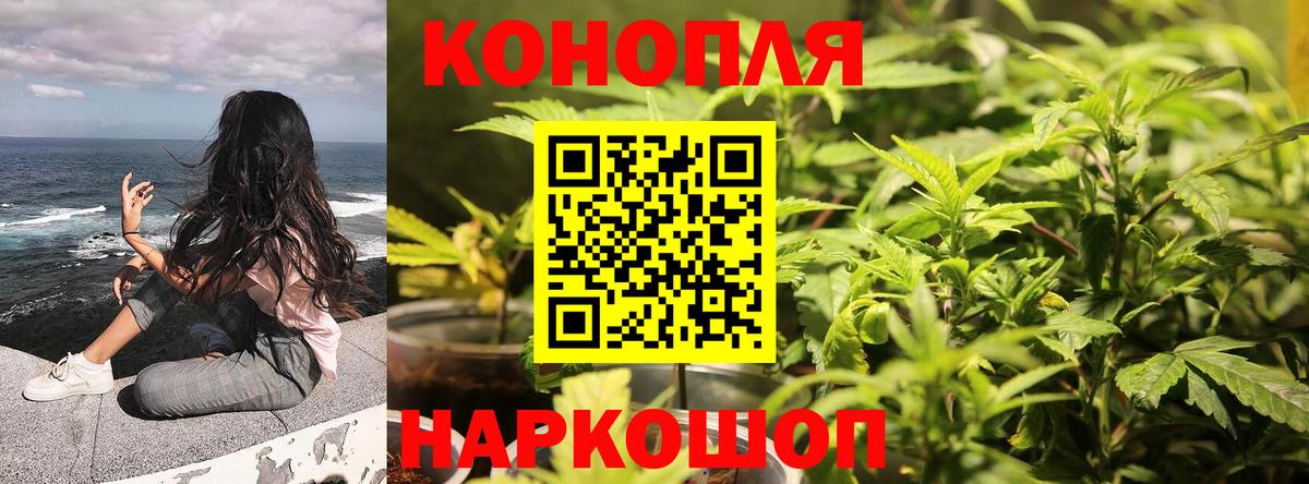 Бошки Шишки MAZAR Гатчина